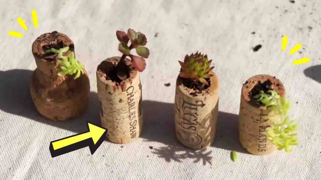 How to make wine cork planters