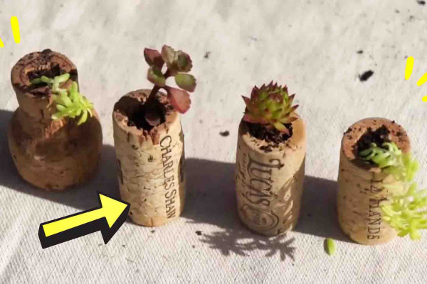 How to make wine cork planters