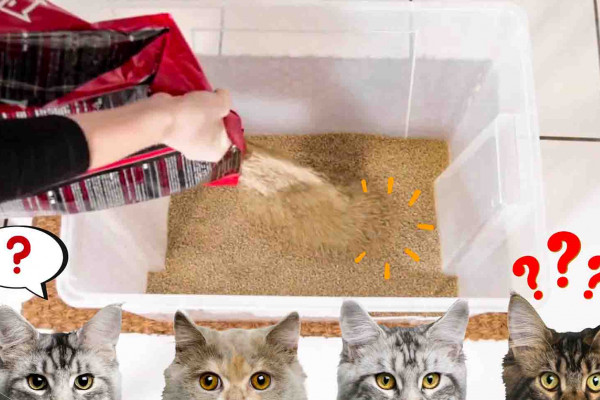 How to have a smell-free litter box for cats