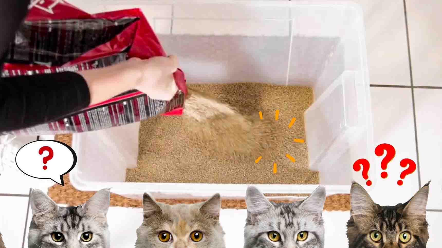 Stink free litter box sale