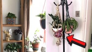 10 Hanging Plant DIY Hacks for Renters