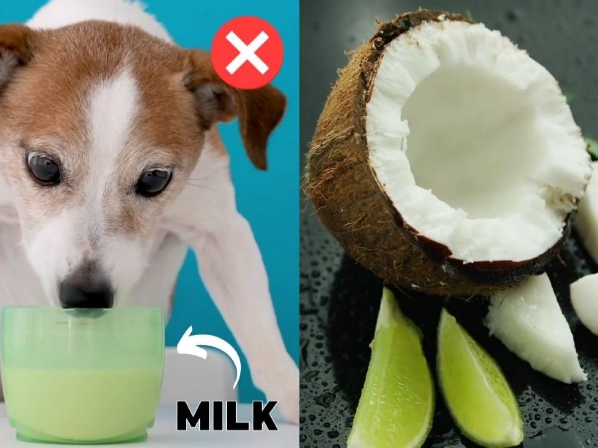 Is coconut milk outlet safe for dogs