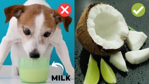 12 Human Foods That Are Actually Good For Dogs | DIY Joy Projects and Crafts Ideas