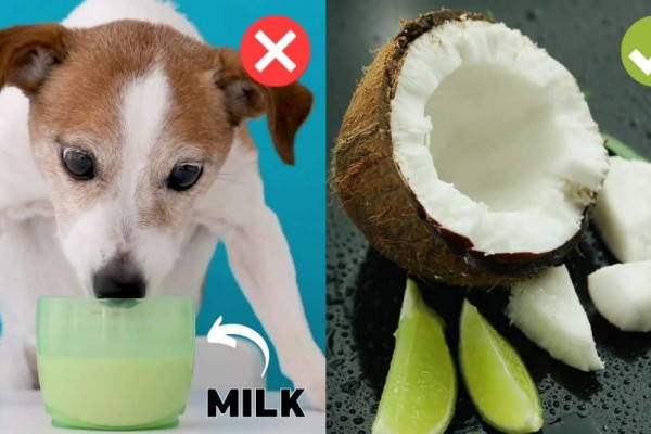 12 Human Foods That Are Actually Good For Dogs