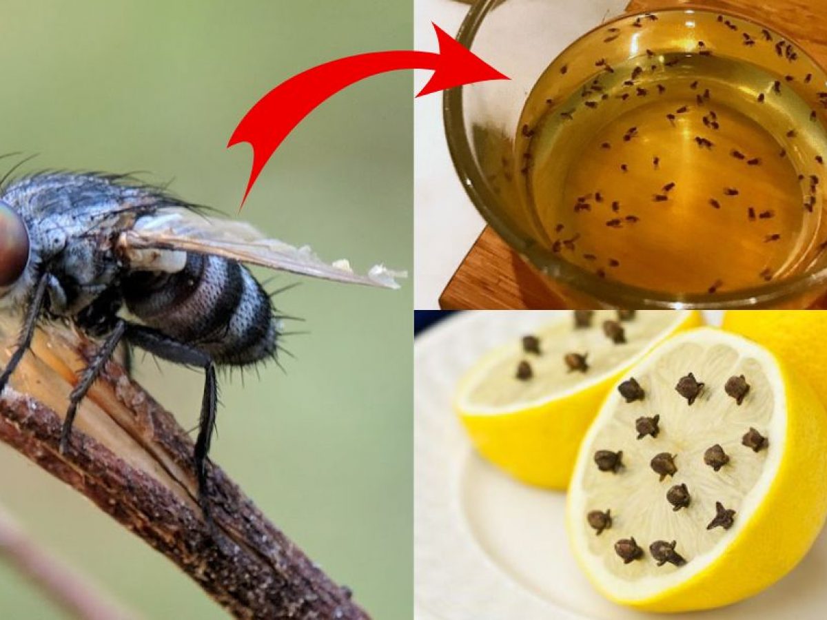 7 Easy Inexpensive Ways To Repel House Flies For Good