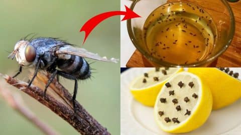 7 Easy & Inexpensive Ways To Repel House Flies For Good | DIY Joy Projects and Crafts Ideas