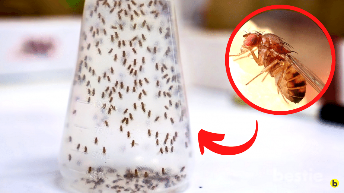 How to Get Rid of Fruit Flies Forever with These Frugal Tactics