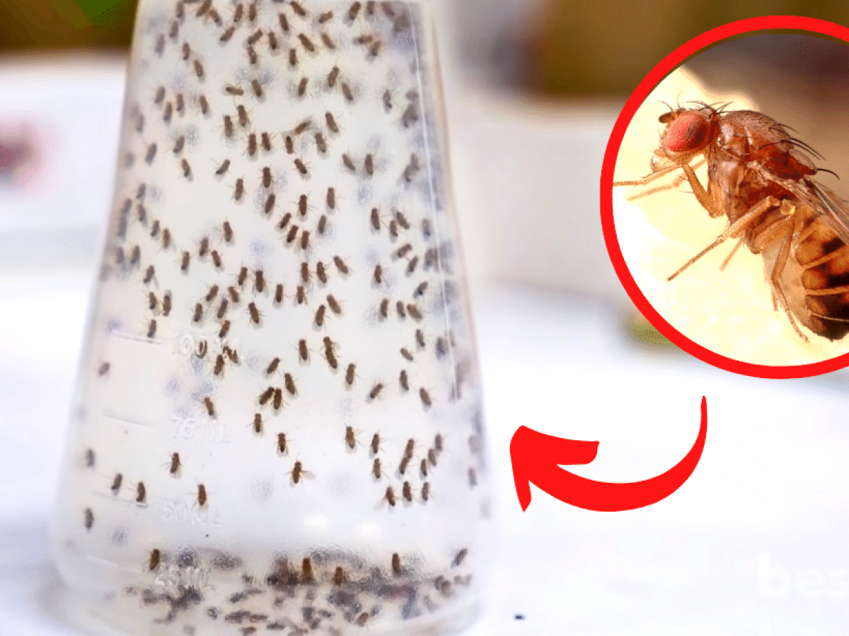 How to get rid of fruit flies - Plantura
