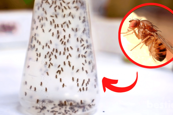 8 Effective Ways To Permanently Get Rid of Fruit Flies