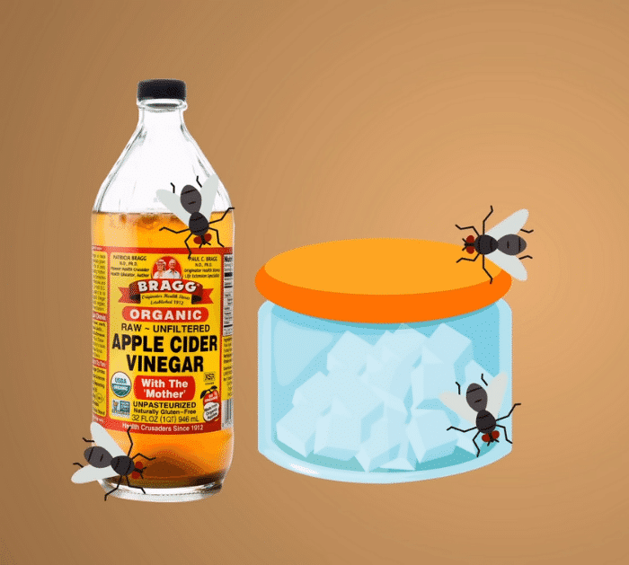 8 Effective Ways To Permanently Get Rid of Fruit Flies Apple Cider Vinegar