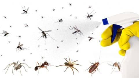 Get Rid of Most Insects Around Your Home Using This Trick | DIY Joy Projects and Crafts Ideas