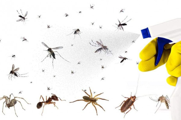 Get Rid of Most Insects Around Your Home Using This Trick