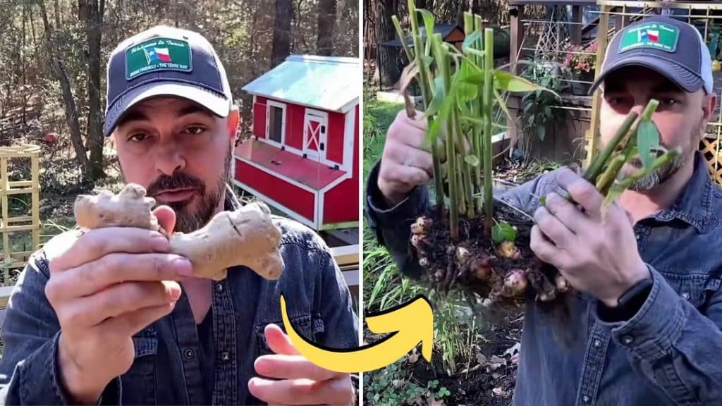 Grow A Ton Of Ginger With Store-Bought Ginger Roots
