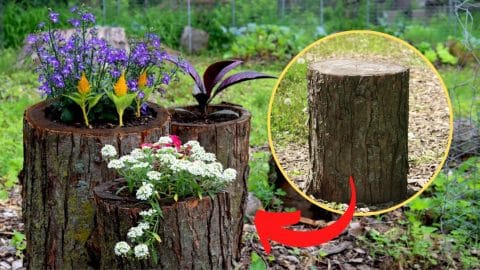 How To Make A Log Planter For Your Garden | DIY Joy Projects and Crafts Ideas