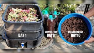 How To Make DIY Compost In Just 10 Days