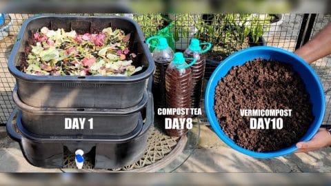How To Make DIY Compost In Just 10 Days | DIY Joy Projects and Crafts Ideas