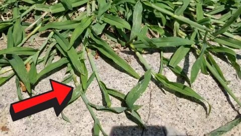 How to Kill Crabgrass | DIY Joy Projects and Crafts Ideas