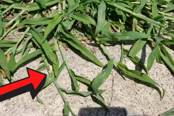 How to Kill Crabgrass DIY
