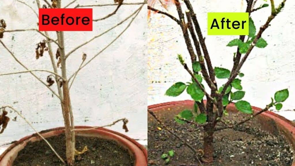 How to Revive Any Dying Plant in 3 Easy Steps
