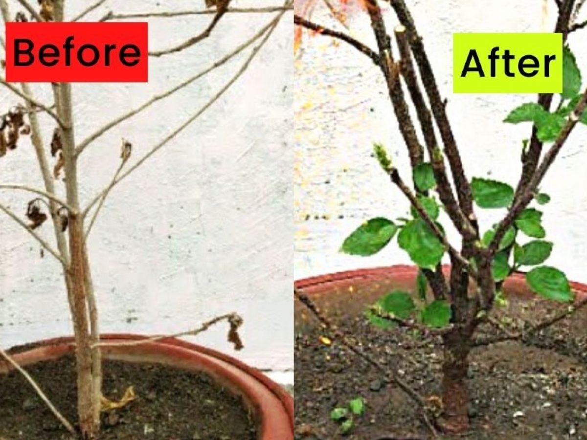 fake cannabis plant 36
