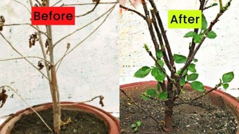 How to Revive Any Dying Plant in 3 Easy Steps | DIY Joy Projects and Crafts Ideas