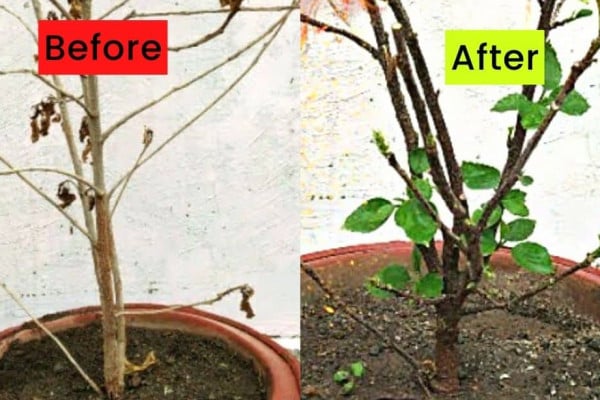 How to Revive Any Dying Plant in 3 Easy Steps