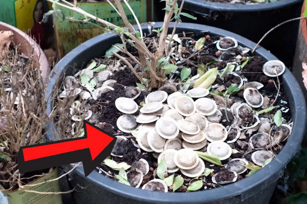 Why You Should Never Throw Away Used Tea Bags