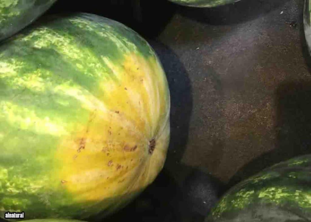 Tips on picking the best tasting watermelon