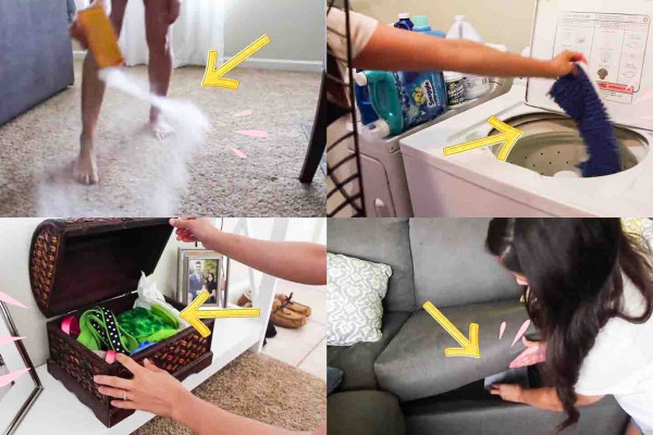 How to keep your house clean and fresh with dogs