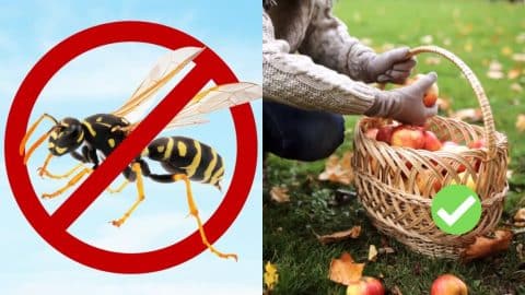 10 Natural Ways to Repel Wasps | DIY Joy Projects and Crafts Ideas