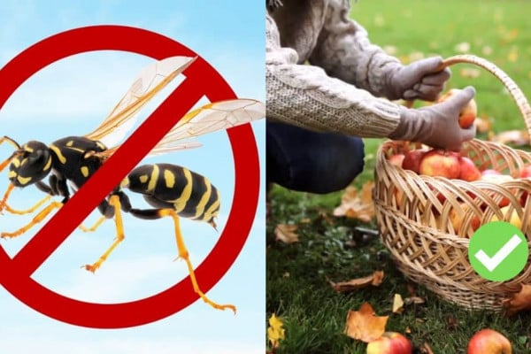 10 Natural Ways to Repel Wasps