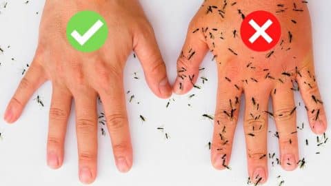 8 All-Natural Ways to Keep Mosquitoes Away | DIY Joy Projects and Crafts Ideas