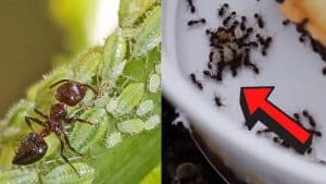 Get Rid of Ants: Fast, Cheap and Easy