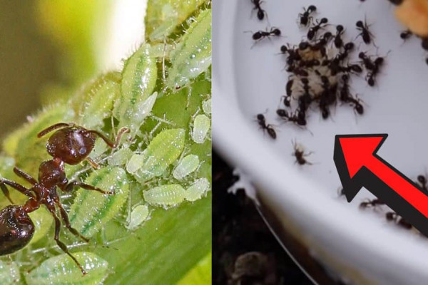 Get Rid of Ants Fast, Cheap and Easy