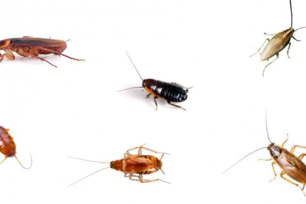 How to Get Rid of Cockroaches