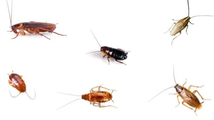 How to Get Rid of Cockroaches Guaranteed - 4 Easy Steps - DIY Joy