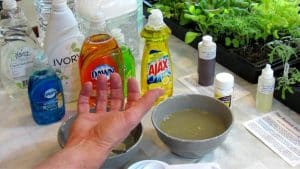 How to Make Soapy Water Garden Insect Spray