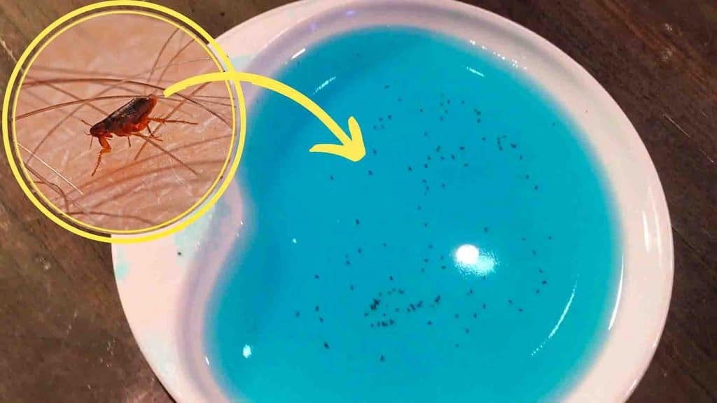 How to get rid of fleas fast and cheap way
