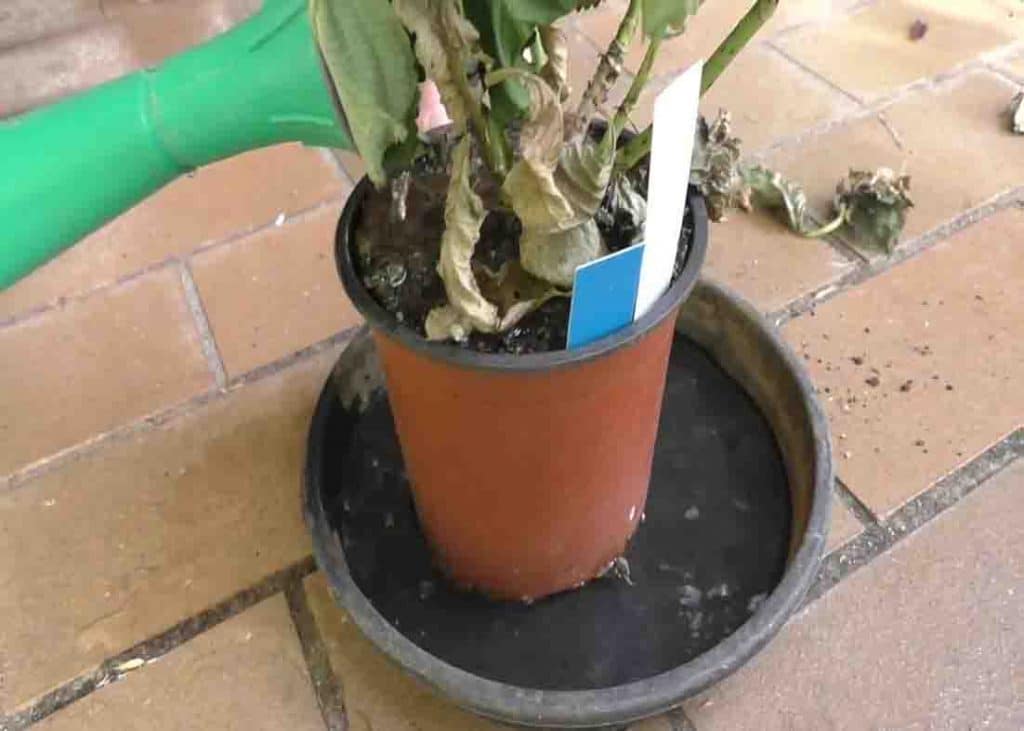 Soak the plant with lot of water and leave it for 12 hours