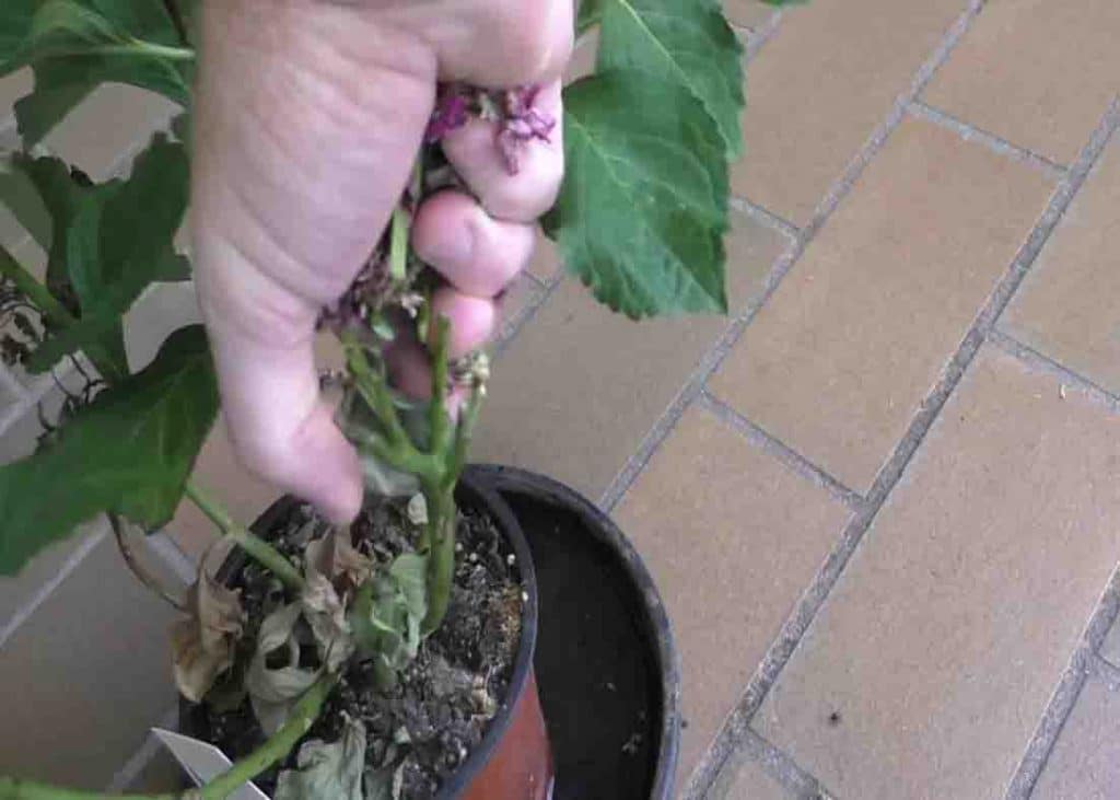 Trimming the dead leaves and flowers off the plant