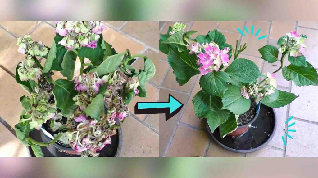 How to bring a plant back to life in 12 hours