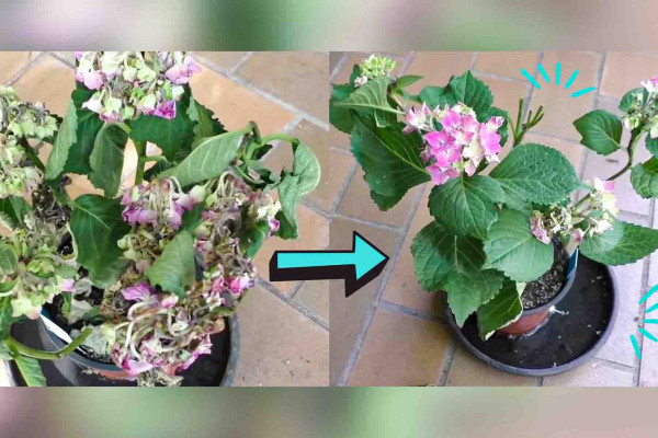 How to bring a plant back to life in 12 hours