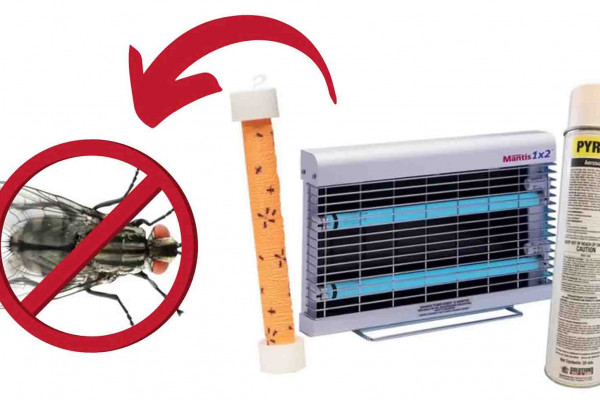 How to get rid of houseflies in 4 simple steps