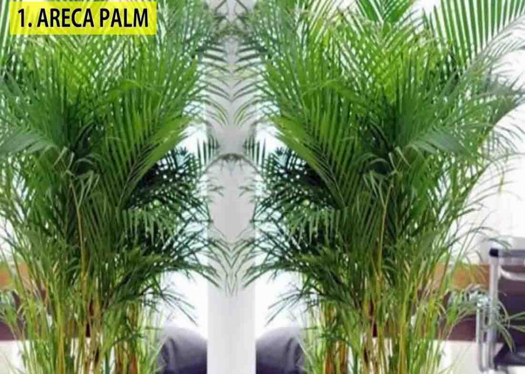 Areca palm is a good plant to keep indoors that produces lot of oxygen