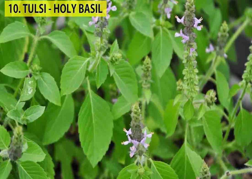 Holy basil is a good plant to keep indoors that produces lot of oxygen