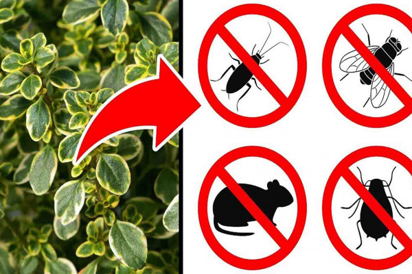 11 pest-repellant plants for your home