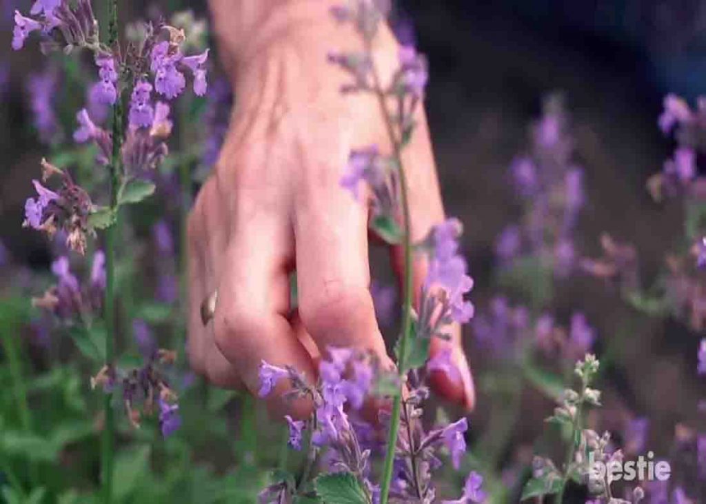 Lavender can help repel mosquitoes