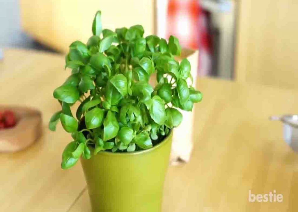 Basil can help get rid of insects and mosquitoes