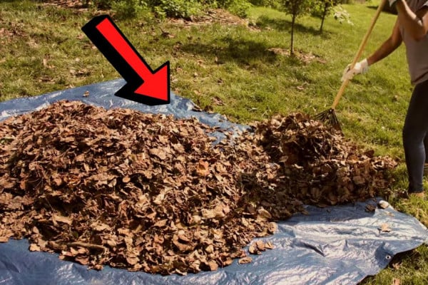 3 Easy Steps To Clean Up Your Yard For Fall