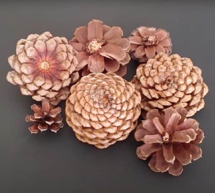 Easy To Make DIY Pinecone Flowers